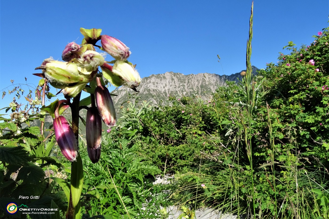 16 Giglio martagone (Lilium martagon) in bocciolo.JPG